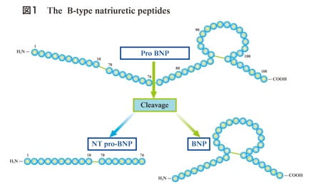 B型ナトリウム利尿ペプチド